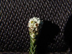 Phylica thunbergiana