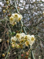 Prinsepia utilis