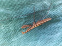 Mantis religiosa