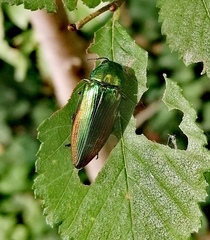Eurythyrea micans