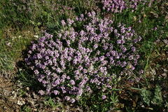 Thymus dzevanovskyi