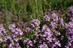Thymus dzevanovskyi