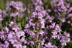 Thymus dzevanovskyi