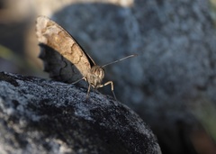 Hipparchia statilinus