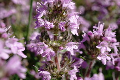 Thymus dzevanovskyi