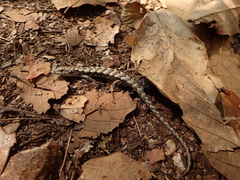 Abronia lythrochila