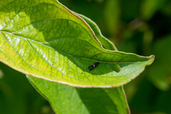 Grapholita interstinctana