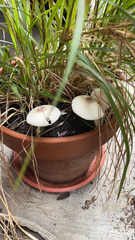 Agaricales