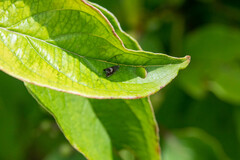 Grapholita interstinctana