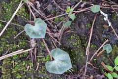 Nervilia taiwaniana