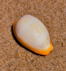 Zonaria pyrum
