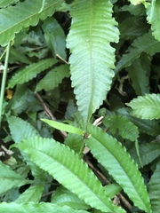 Bolbitis heteroclita