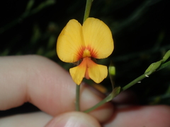 Jacksonia cupulifera