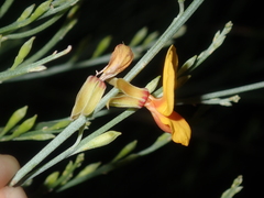 Jacksonia cupulifera