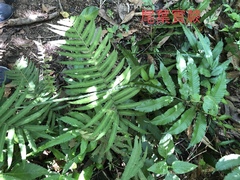 Bolbitis heteroclita