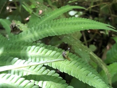 Bolbitis heteroclita