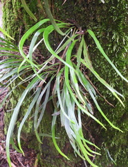 Haplopteris flexuosa