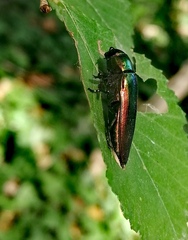 Eurythyrea micans
