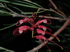 Grevillea pinaster