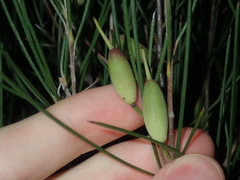 Persoonia hexagona