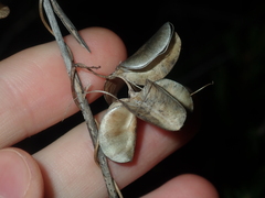 Dioscorea hastifolia