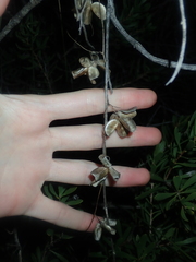 Dioscorea hastifolia