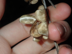 Dioscorea hastifolia