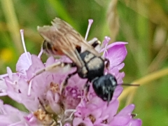 Andrena hattorfiana