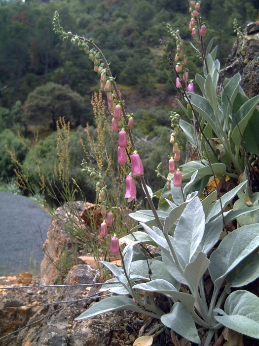 Digitalis mariana