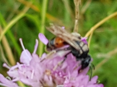 Andrena hattorfiana