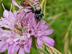 Andrena hattorfiana