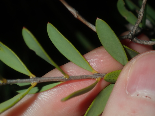 Image of Melaleuca fulgens by (c) Thomas Mesaglio, some rights reserved (CC BY)