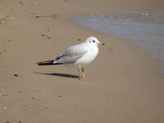 Chroicocephalus ridibundus