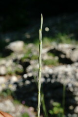 Pseudoroegneria strigosa