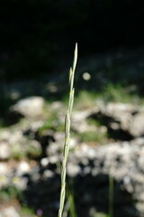 Pseudoroegneria strigosa