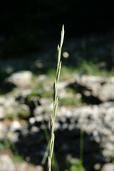 Pseudoroegneria strigosa