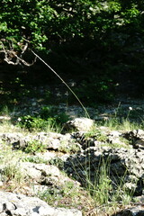 Pseudoroegneria strigosa