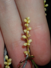 Dioscorea hastifolia