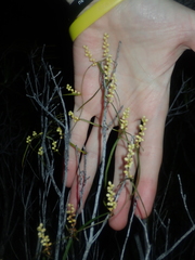 Dioscorea hastifolia