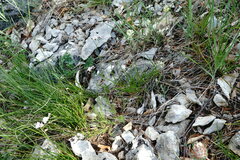 Asperula supina caespitans