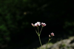 Asperula supina caespitans