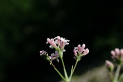 Asperula supina caespitans