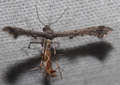 Michaelophorus indentatus