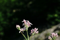 Asperula supina caespitans