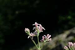 Asperula supina caespitans