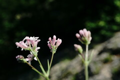 Asperula supina caespitans