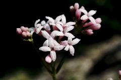 Asperula supina caespitans