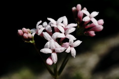 Asperula supina caespitans