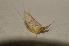 Ephemera glaucops