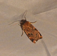 Cryptocala acadiensis